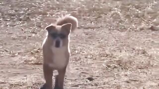funny dog compilation credits to @dustymdouglas (part 2) #compilation #dogshorts