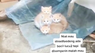 Kittens Siaga Dari Serangan