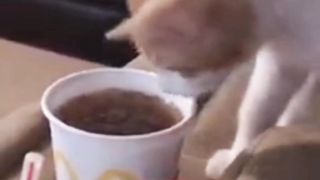 Kocheng Doyan Minum Kopi