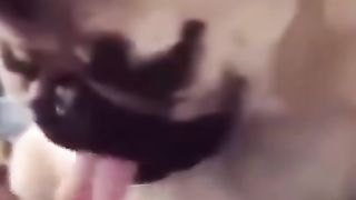 Top Funny and Cute Dog Videos #short.