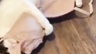 Kelakuan Kocak Kocheng Bermain Dengan Kacamata Emaaak