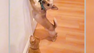 Dog Vs Cat Viral Video