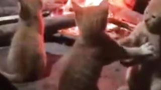 Kocheng Oyens Sang Preman Dapur