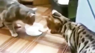 Indahnya Berbagi Versi Kocheng Belang
