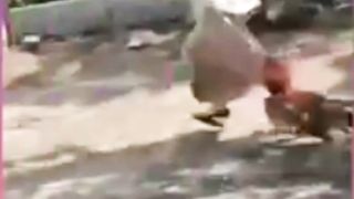 Ayam Jago Jatuh Cinta Sama Wanita Cantieq