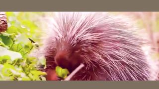 Hedgehog vs Lion