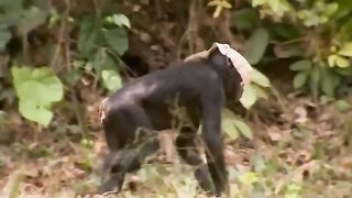 Gorillas Have To Pay A Heavy Price For Foolishly Doing This In African Python Territory