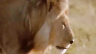 Hero- The Leading Buffalo Single-handedly Took Down A Herd Of Hungry Lions To Save His Comrades