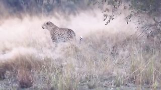 How Scary Is Hippo Leopard Chooses The Wrong Prey To Receive A Painful Ending - Hippo Vs Lion