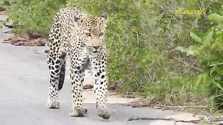 Leopard Had To Pay With His Life When He Foolishly Attacked Baboon Baby - Cheetah Vs Crocodile
