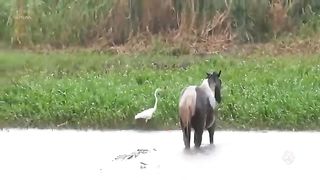 Lion Met A Tragic End When He Foolishly Entered Territory Where Hunting Of Wild Horses Was Forbidden