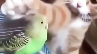 Friendly