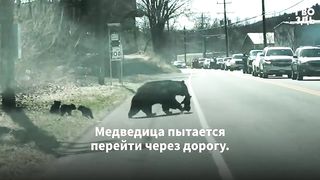 Медведи Остановили Поток Машин. Увидев Такое, Водители Хохотали до Слез.