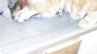 A hungry KITTY