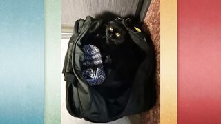 Кот, по которому плачет Оскар и одна кавказская овчарка! Приютила кота - аристок