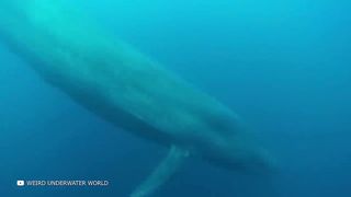 БЛУП — Самое Большое Подводное Существо в Мире