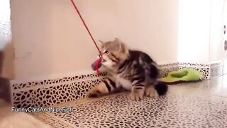 Drôle de vidéo chatons trop mignon best compilation 2023 wow lol à voir absolument