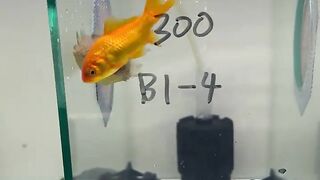 Piranha fish ????