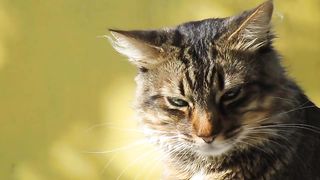 The Zen of Cat Yoga: Finding Inner Peace with Your Furry Companion