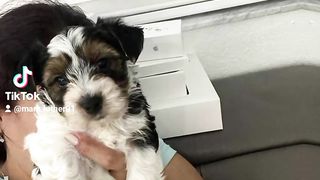 Yorkie puppies