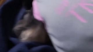Yorkie puppy lovers