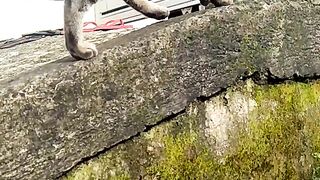 cats walk in front of the house