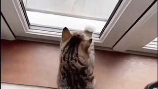 look at the end, funny cats compilation????????