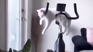 ???? Как и где котики спят ????