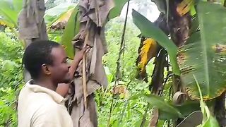 Harvesting Plantain