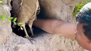A+man+see+eagle+and+turtle+in+a+hole+underground+part+05.+%23eagle+%23turtle