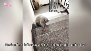 After being fed for two consecutive weeks, this beautiful stray cat became a part of the family.