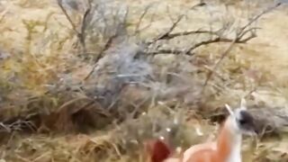 Puma encountered a difficult meal