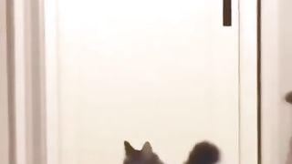 Cats WWE ????