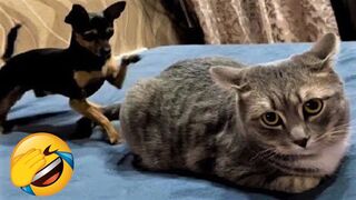 Funny Dogs And Cats Videos 2024  - Best Funniest Animal Videos