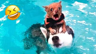 Funny Dogs And Cats Videos 2024  - Best Funniest Animal Videos PART 2!