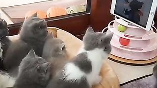 Ketika Masih Bocil Kittens Nonton Tom & Jerry