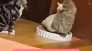 Kocheng Item Gangguin Sepasang Kekasih