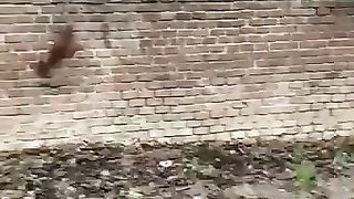 Jadi Ini yang dimaksud Kucing-Kucingan