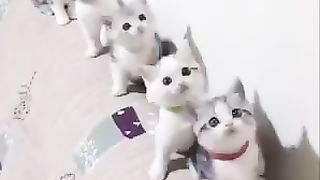 Kittens Kompak