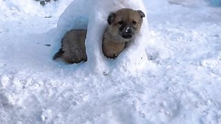 Dog having fun in the snow????????#dog#viral #trending 3#short feed#animal