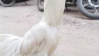 The birds of Eden will be extremely beautiful