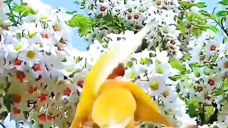 Bahut zabardast awaz ll khamoshi