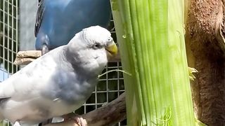 We are eating a green plant