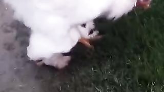 I am whitee