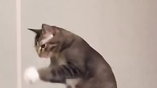 The dancing cat