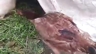 Rabbit and the hen
