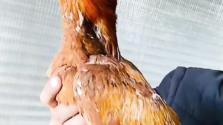 Golden neck