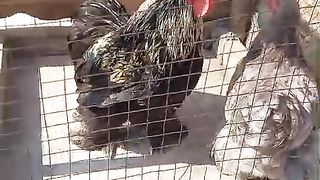 The two hens