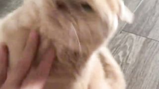 funny cats compilation