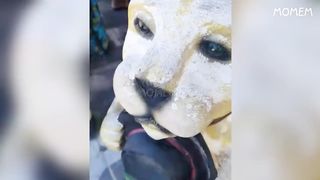 If You Laugh Three Times You Lose. FUNNIEST VIDEOS OF THE WEEK
